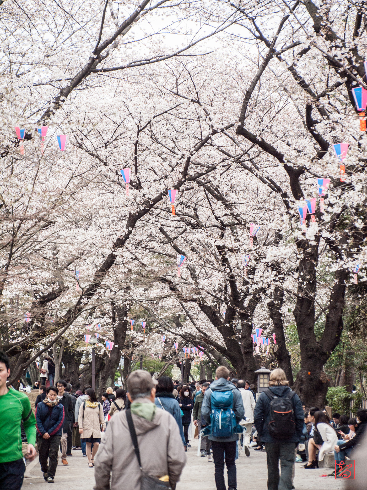Olympus E-620 (EVOLT E-620) sample photo. 桜 -sakura- photography