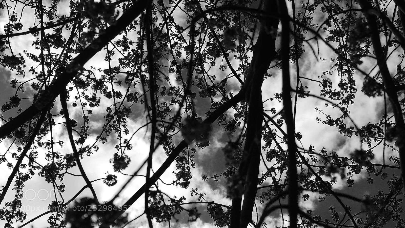 Panasonic Lumix DMC-GH3 sample photo. Spring blossom photography