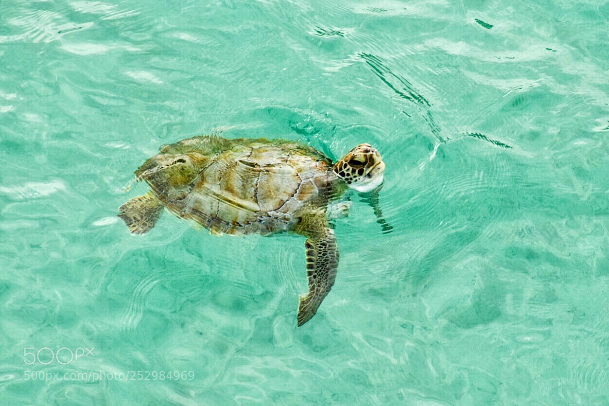 Nikon D5300 sample photo. Untitled photography