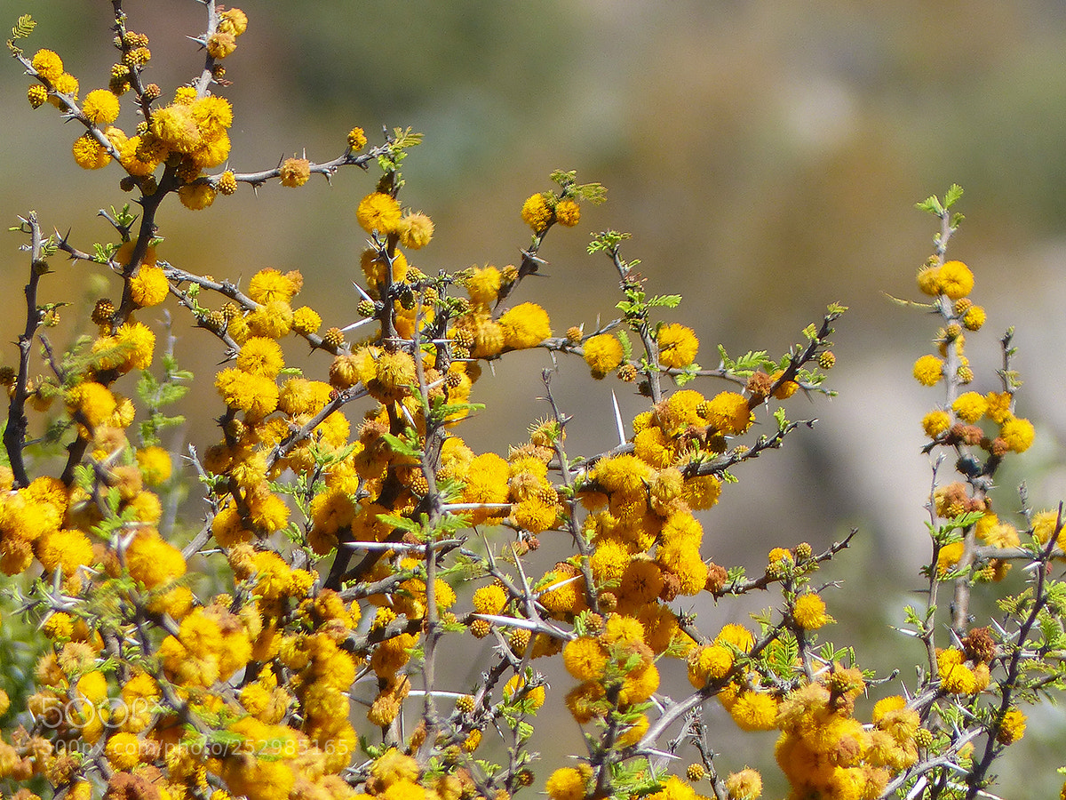 Panasonic Lumix DMC-FZ200 sample photo. Aromito.... photography