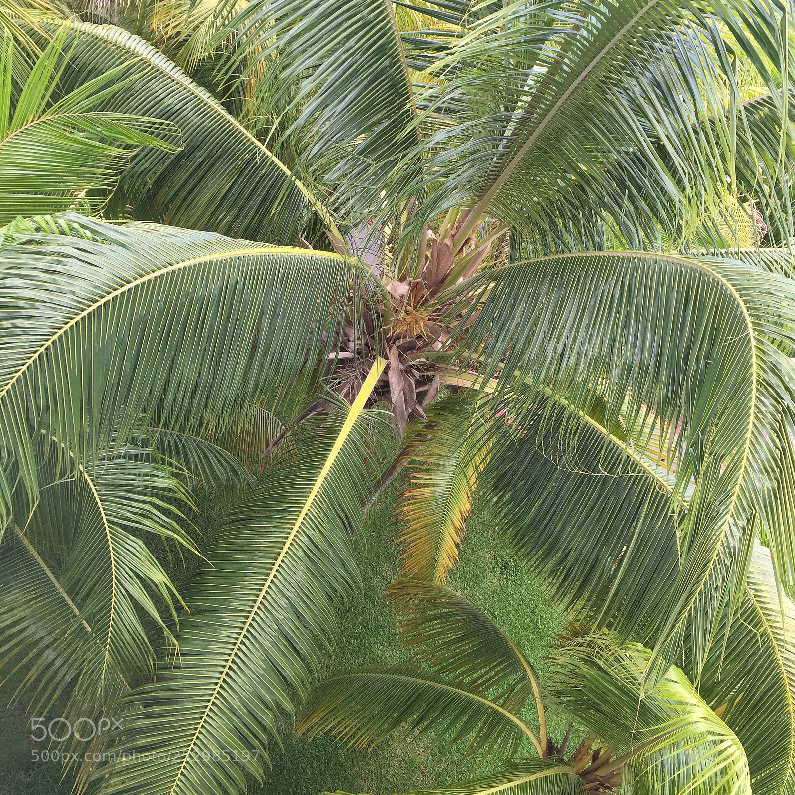 Apple iPhone 6 sample photo. Img photography