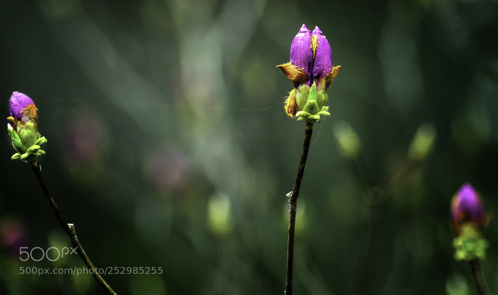Nikon D7000 sample photo. Untitled photography