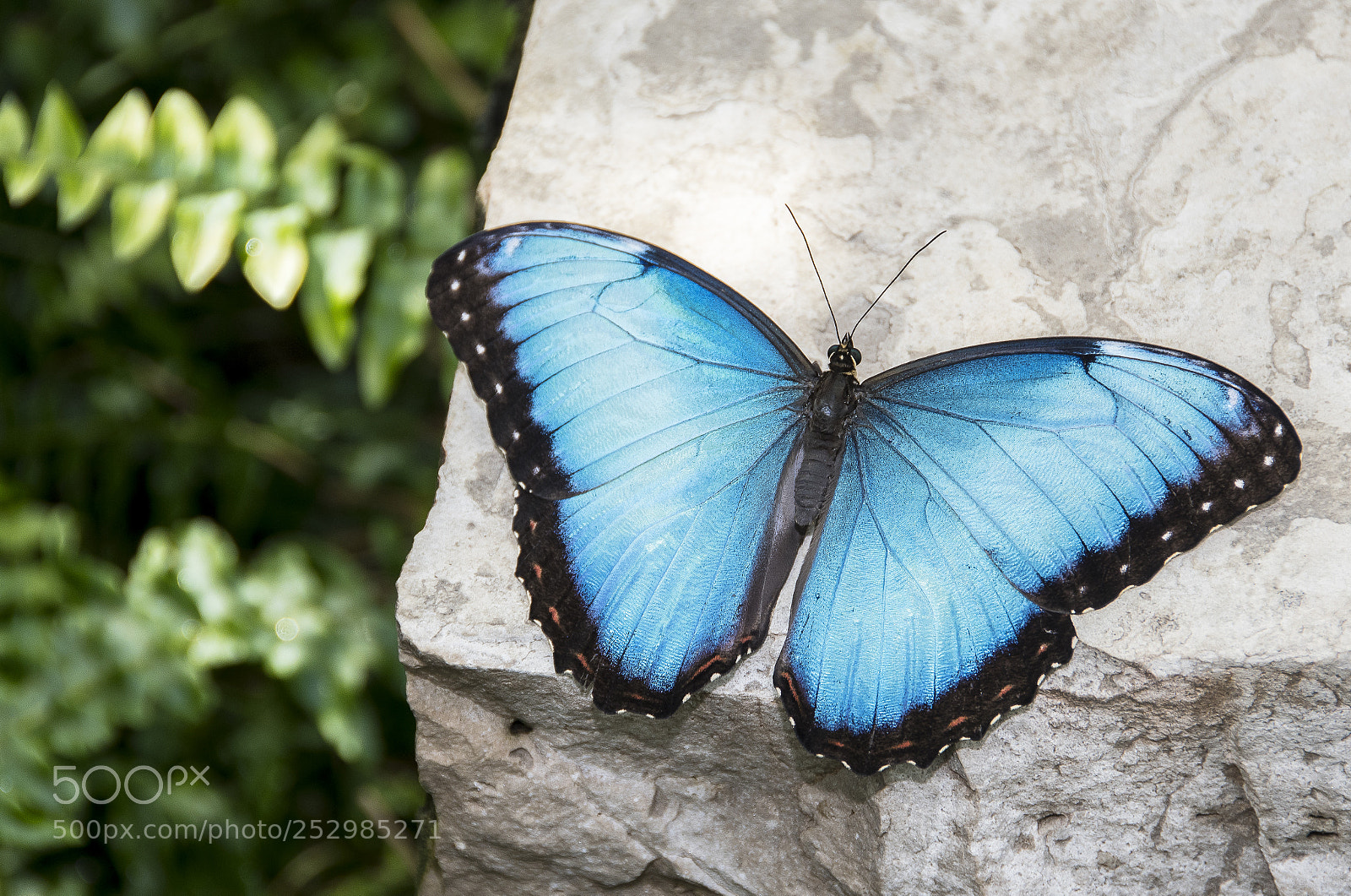 Nikon D500 sample photo. Blue morpho photography