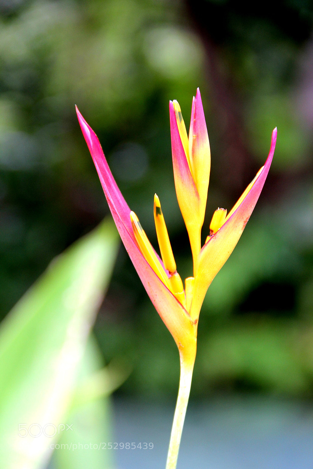 Canon EF-S 18-135mm F3.5-5.6 IS sample photo. Flor photography