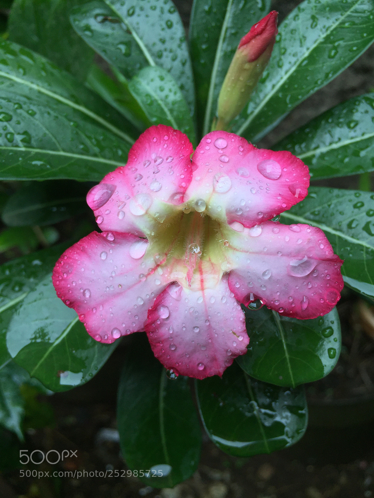Apple iPhone 6 sample photo. Fresh photography