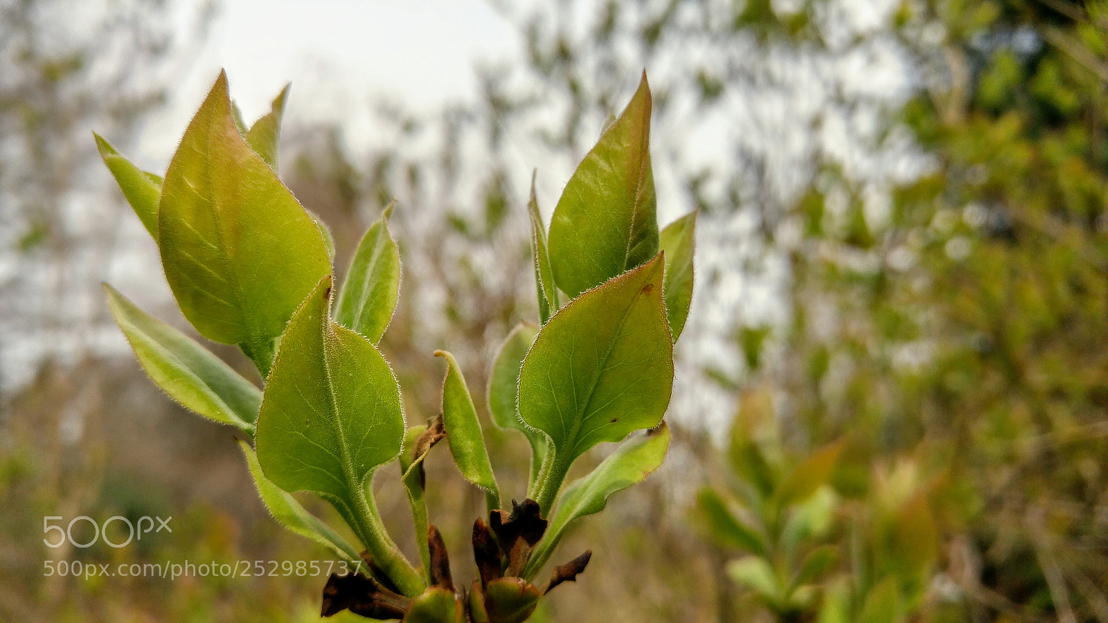 LG G4 sample photo. Fresh greens of spring photography