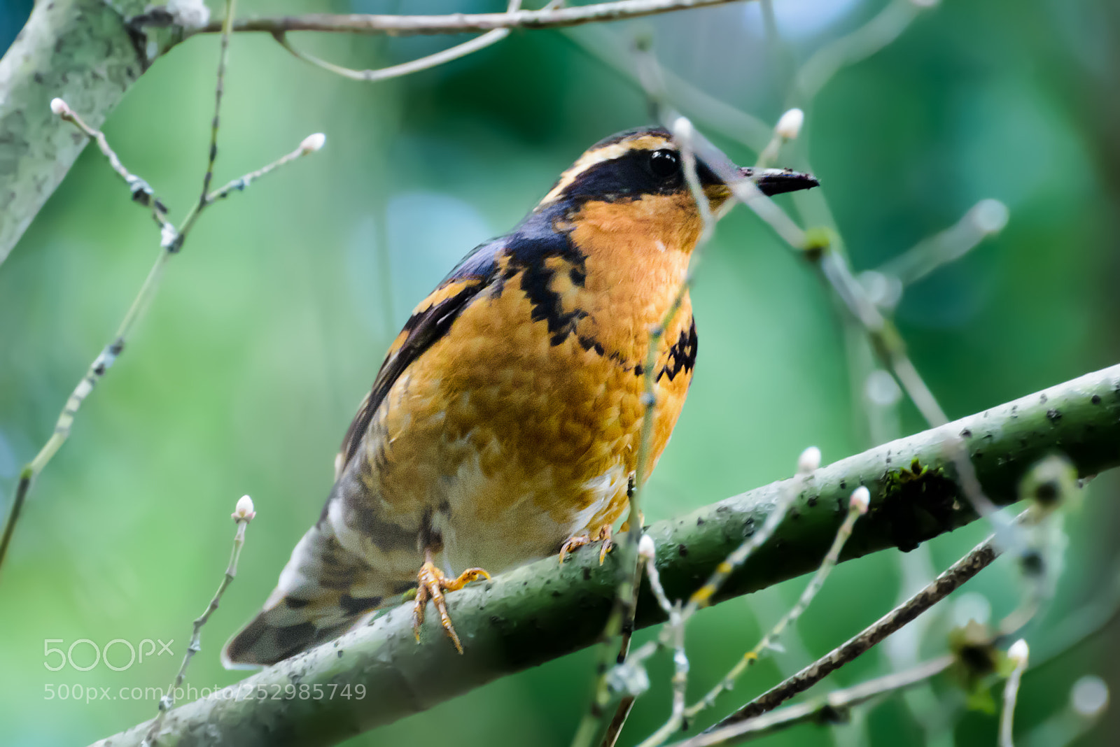 Nikon D800 sample photo. Thrush in the brush photography