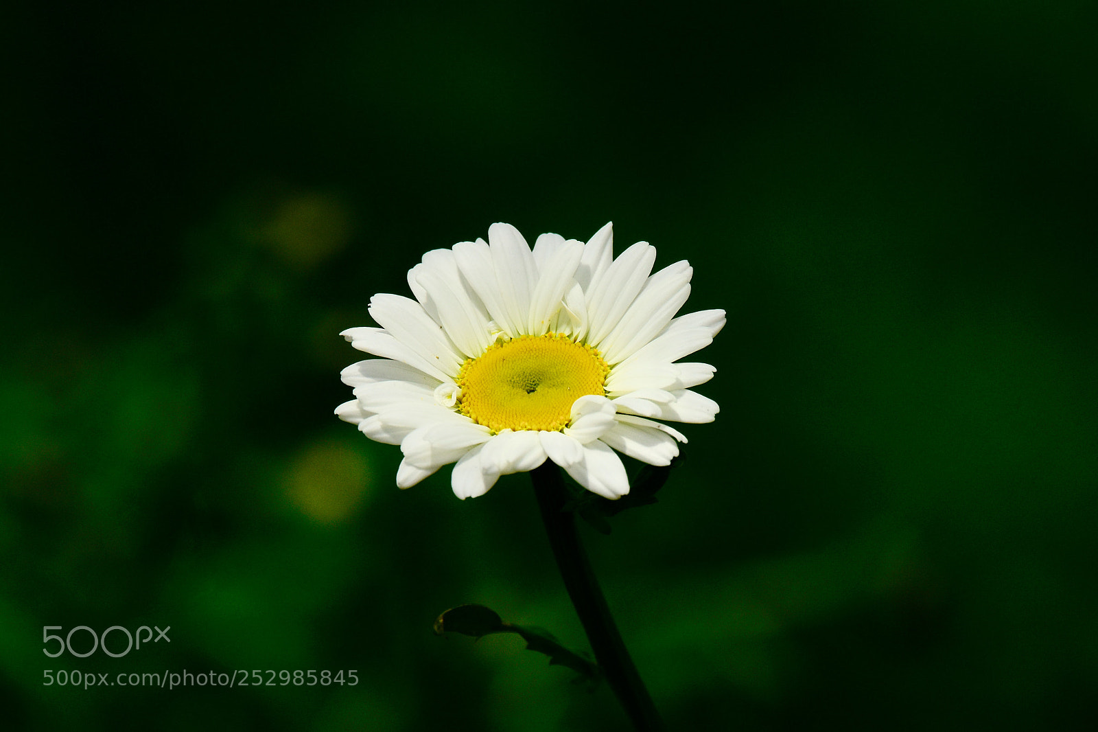 Nikon D7200 sample photo. Wild flower photography