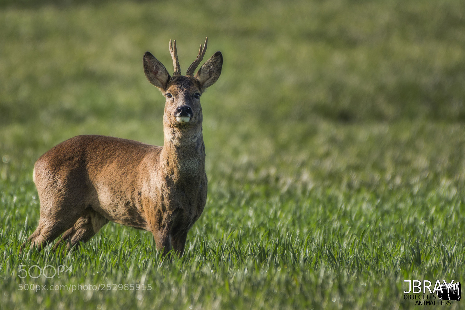 Nikon D7200 sample photo. Roe buck photography
