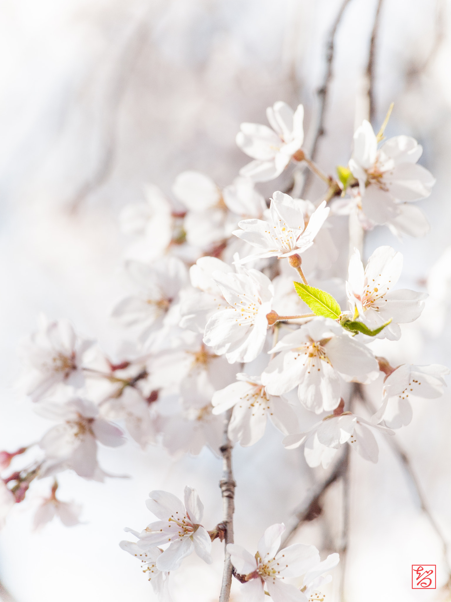 Olympus E-620 (EVOLT E-620) sample photo. 桜 -sakura- photography