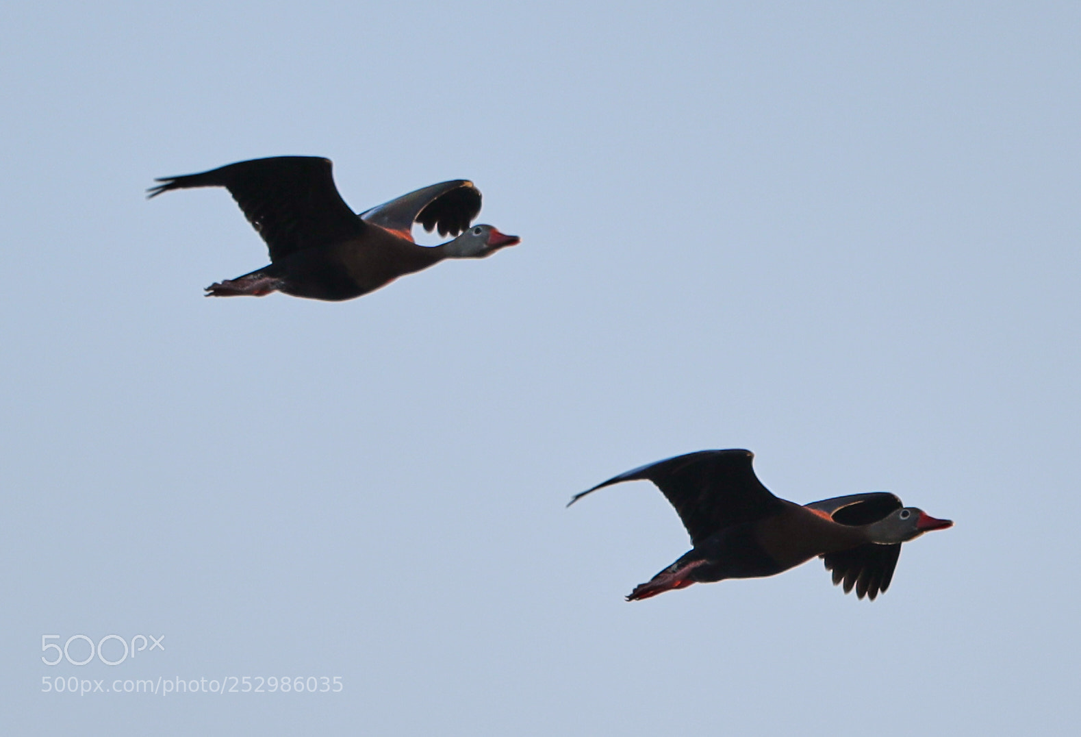Canon EOS-1D X Mark II sample photo. 04-09-18-0011353.jpg photography