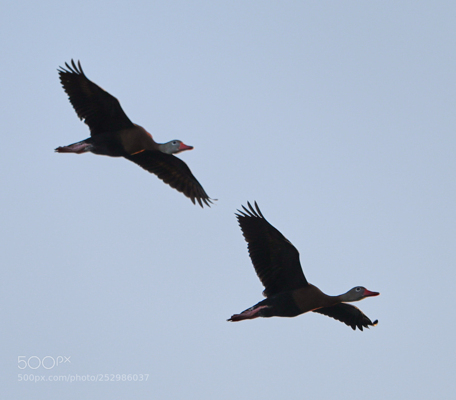 Canon EOS-1D X Mark II sample photo. 04-09-18-0011352.jpg photography