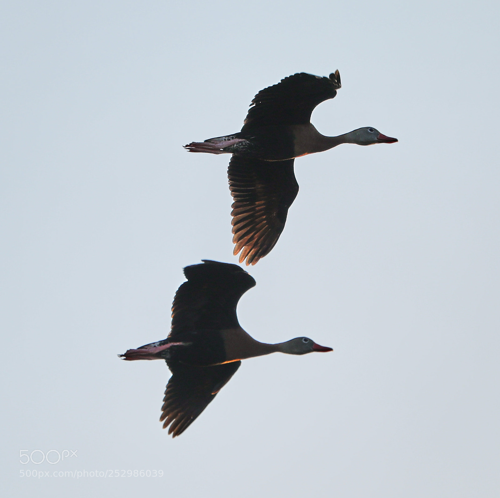 Canon EOS-1D X Mark II sample photo. 04-09-18-0011351.jpg photography