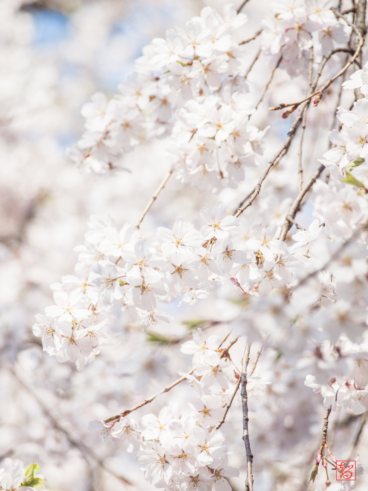 Olympus E-620 (EVOLT E-620) sample photo. 桜 -sakura- photography