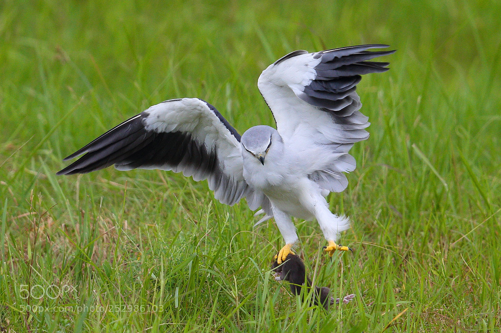 Canon EOS-1D X sample photo. Elanus caeruleus photography