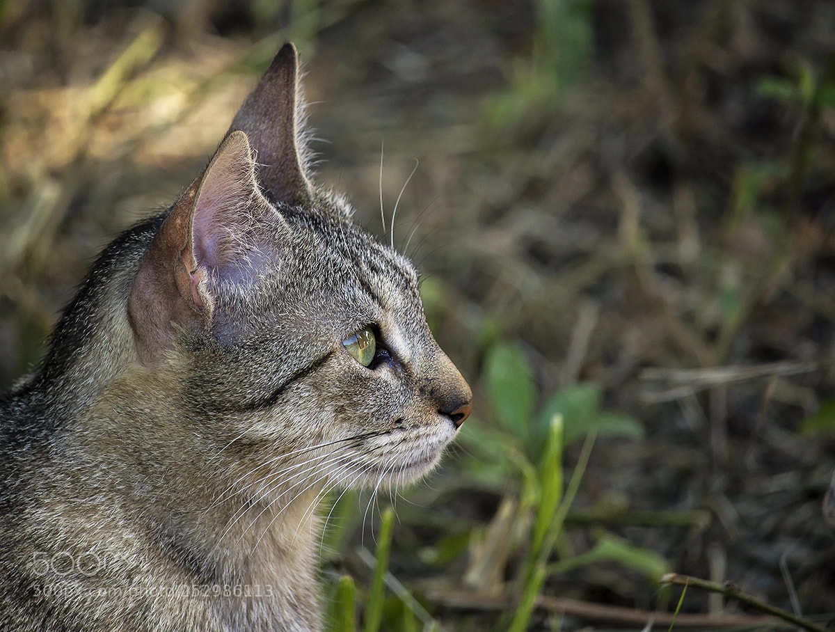 Sony Alpha NEX-7 sample photo. Pika... photography