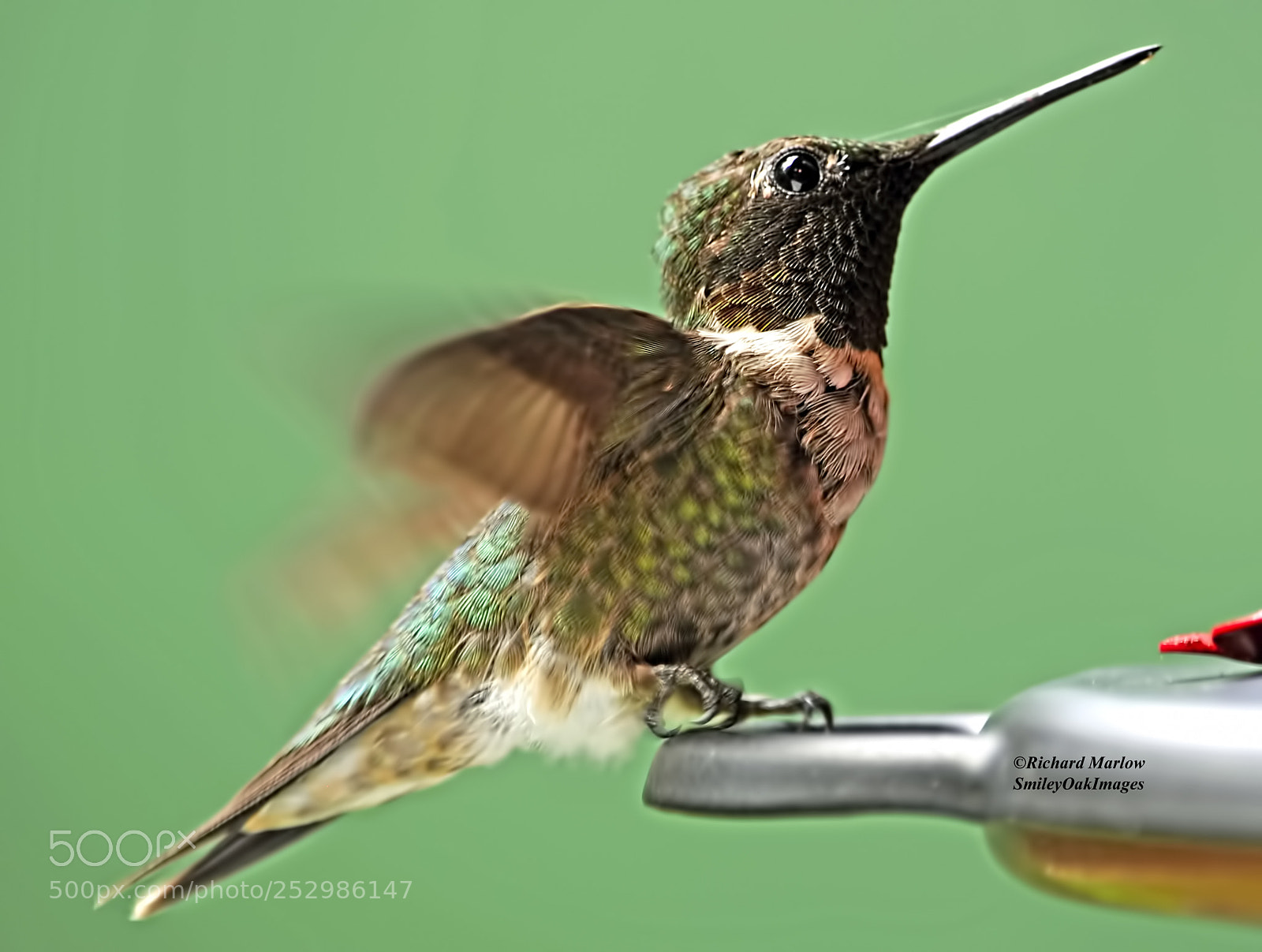 Nikon D5000 sample photo. Hummingbird photography