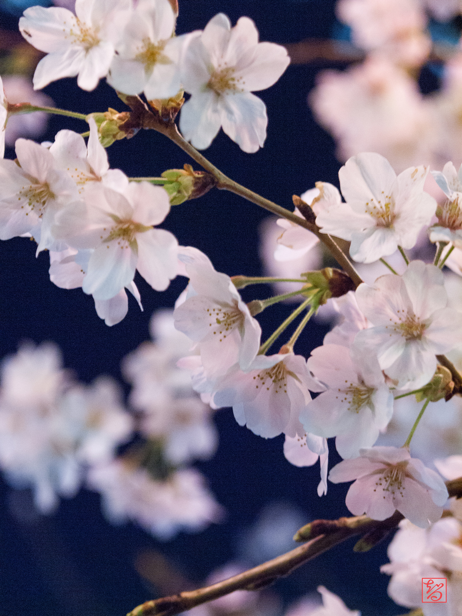 Olympus E-620 (EVOLT E-620) sample photo. 桜 -sakura- photography