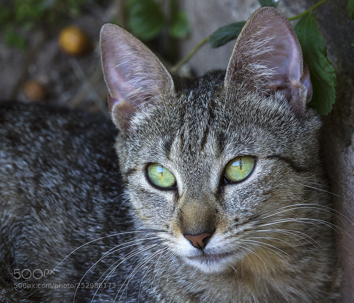 Sony Alpha NEX-7 sample photo. ..... photography