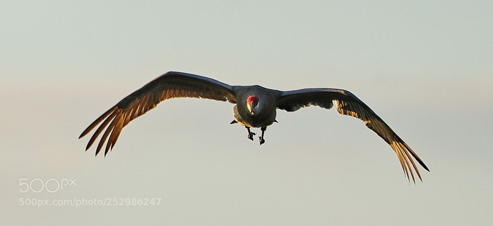 Canon EOS-1D X Mark II sample photo. 04-09-18-0011387.jpg photography