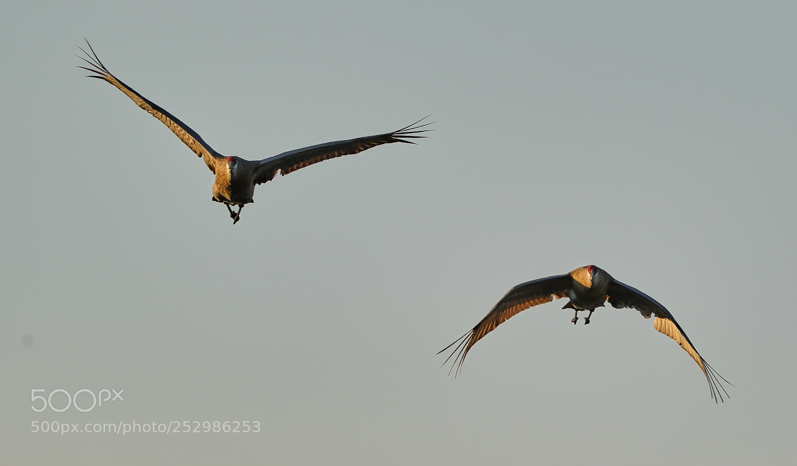 Canon EOS-1D X Mark II sample photo. 04-09-18-0011384.jpg photography
