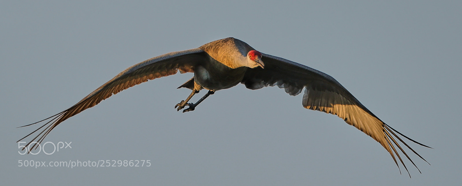 Canon EOS-1D X Mark II sample photo. 04-09-18-0011376.jpg photography