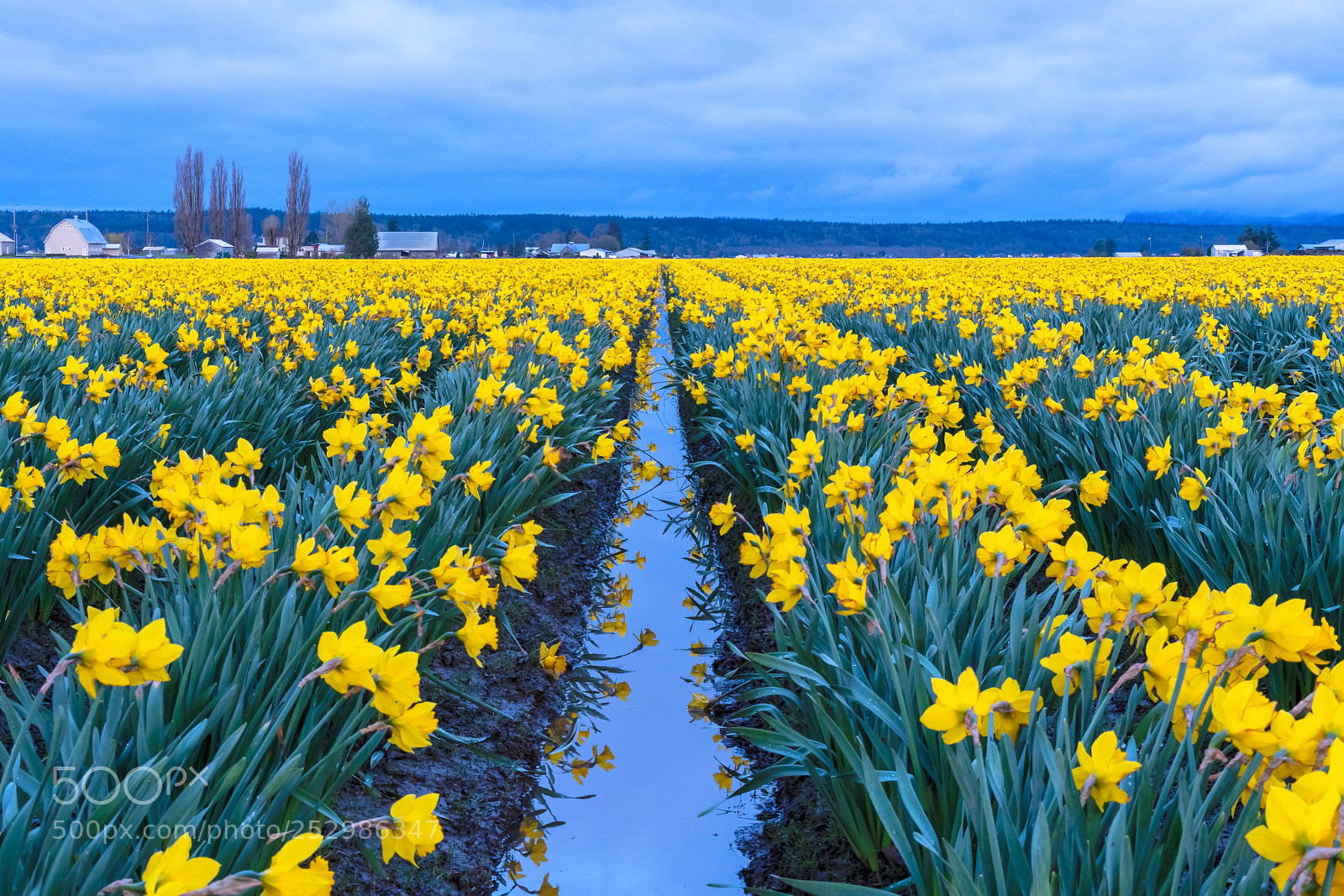Nikon D500 sample photo. Skagit valley daffodils photography