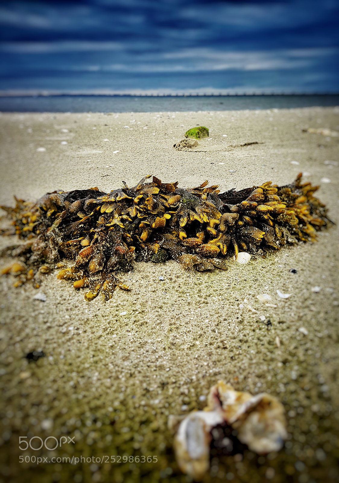 Samsung Galaxy S6 sample photo. • seaweed • photography