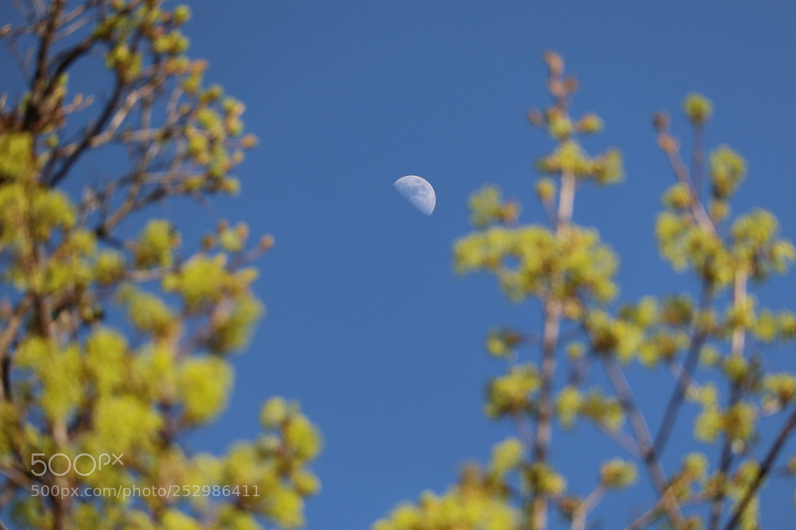 Canon EOS M6 sample photo. Moon in the day photography