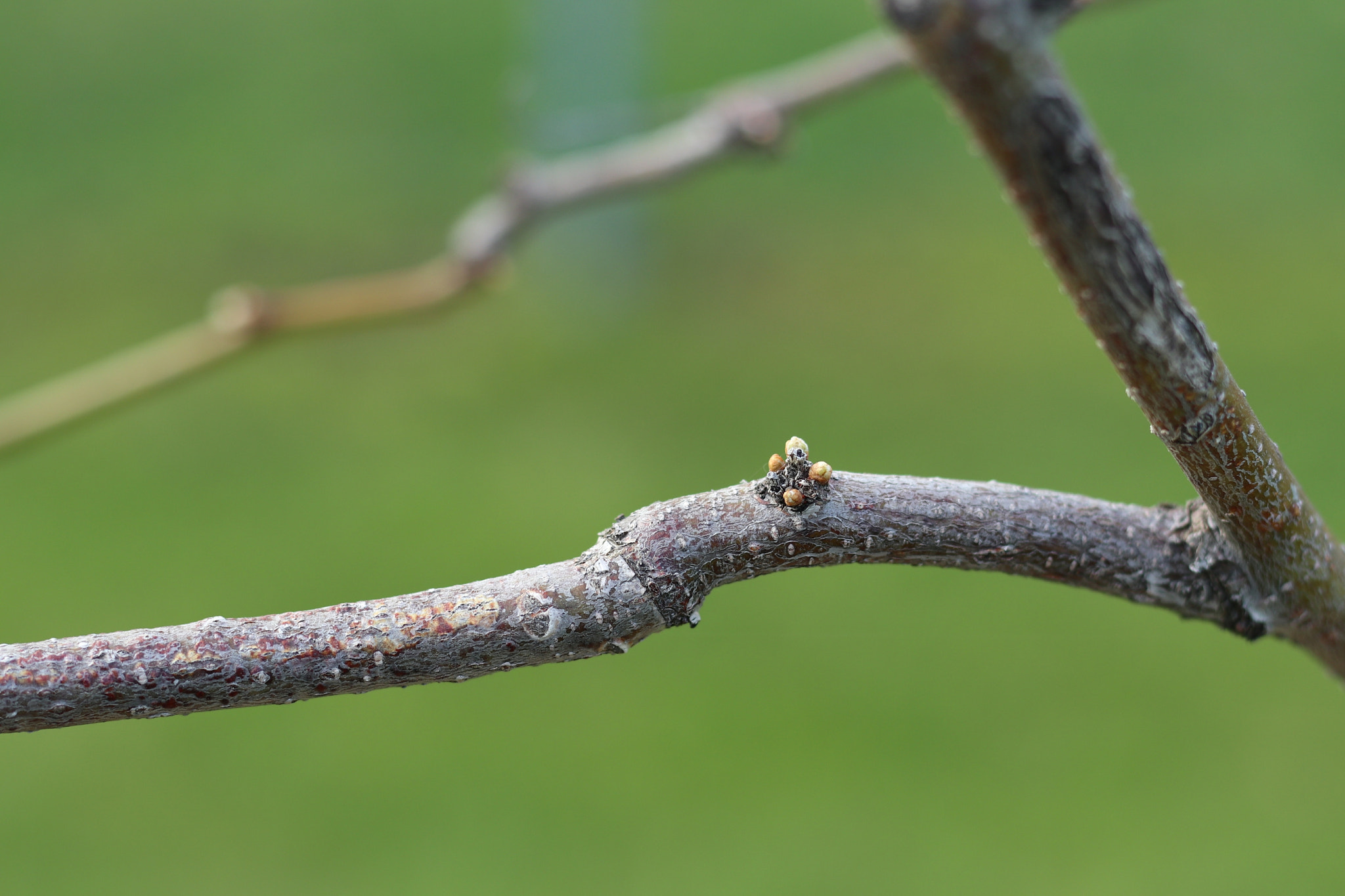 Canon EOS M6 + Canon EF 50mm F1.8 STM sample photo. Tree photography