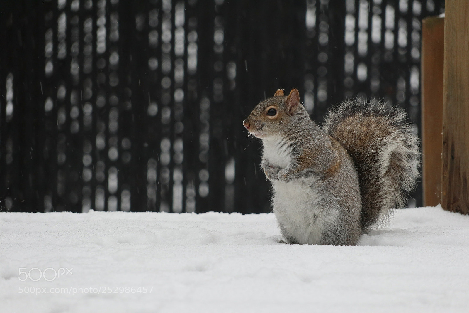 Canon EOS M6 sample photo. Squirrel photography