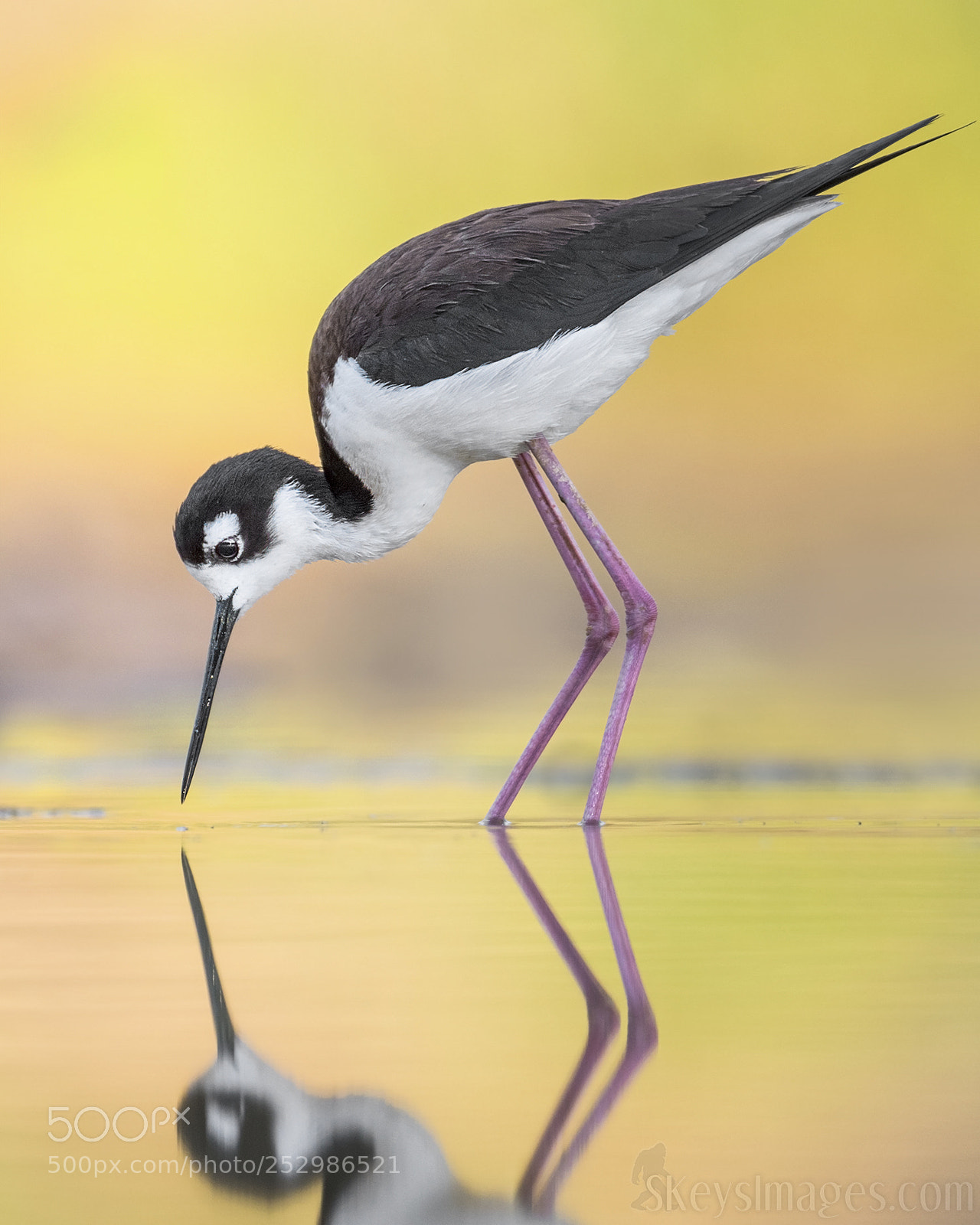 Nikon D500 sample photo. Reflections with stilt black-necked photography