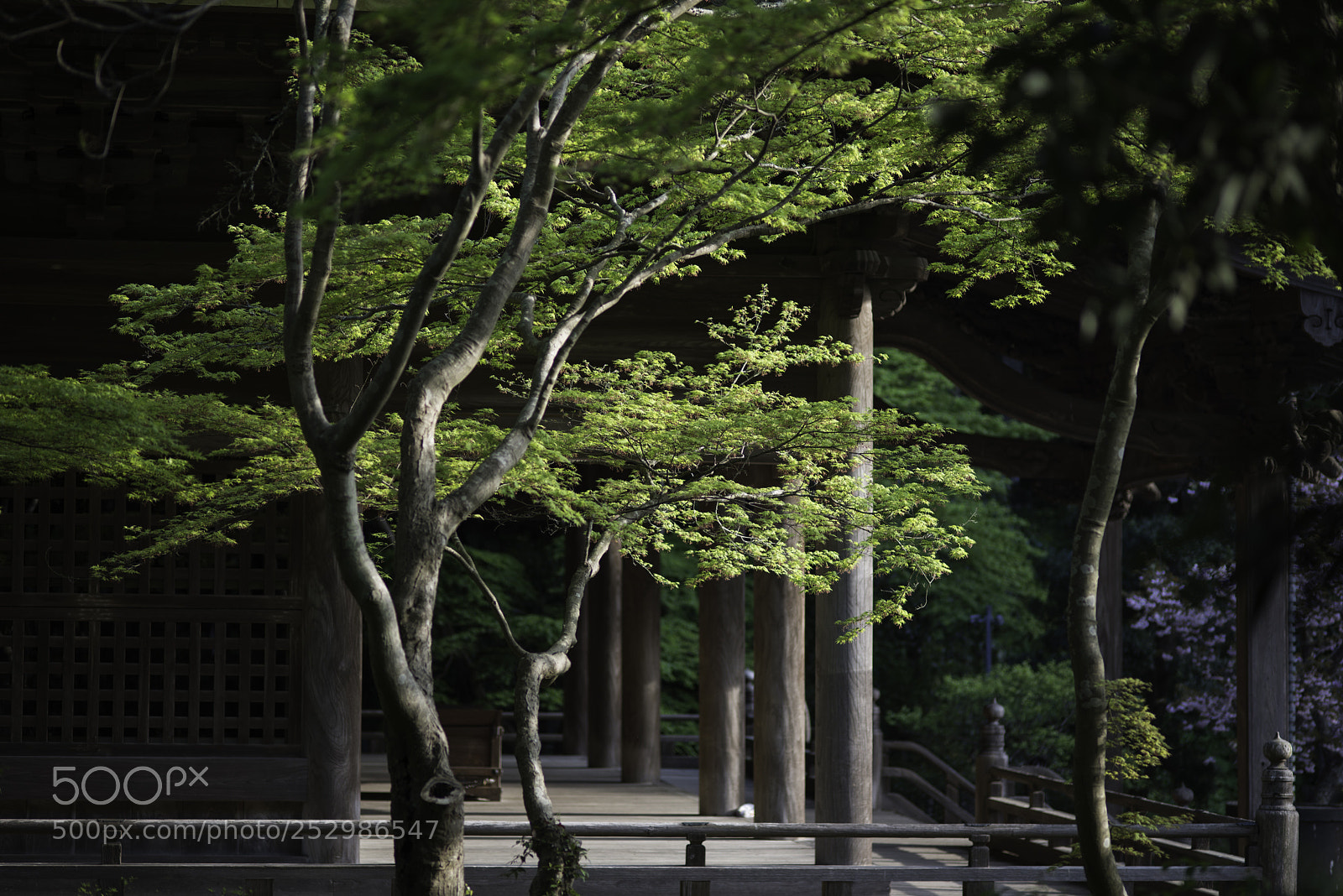 Nikon D800E sample photo. Fresh photography