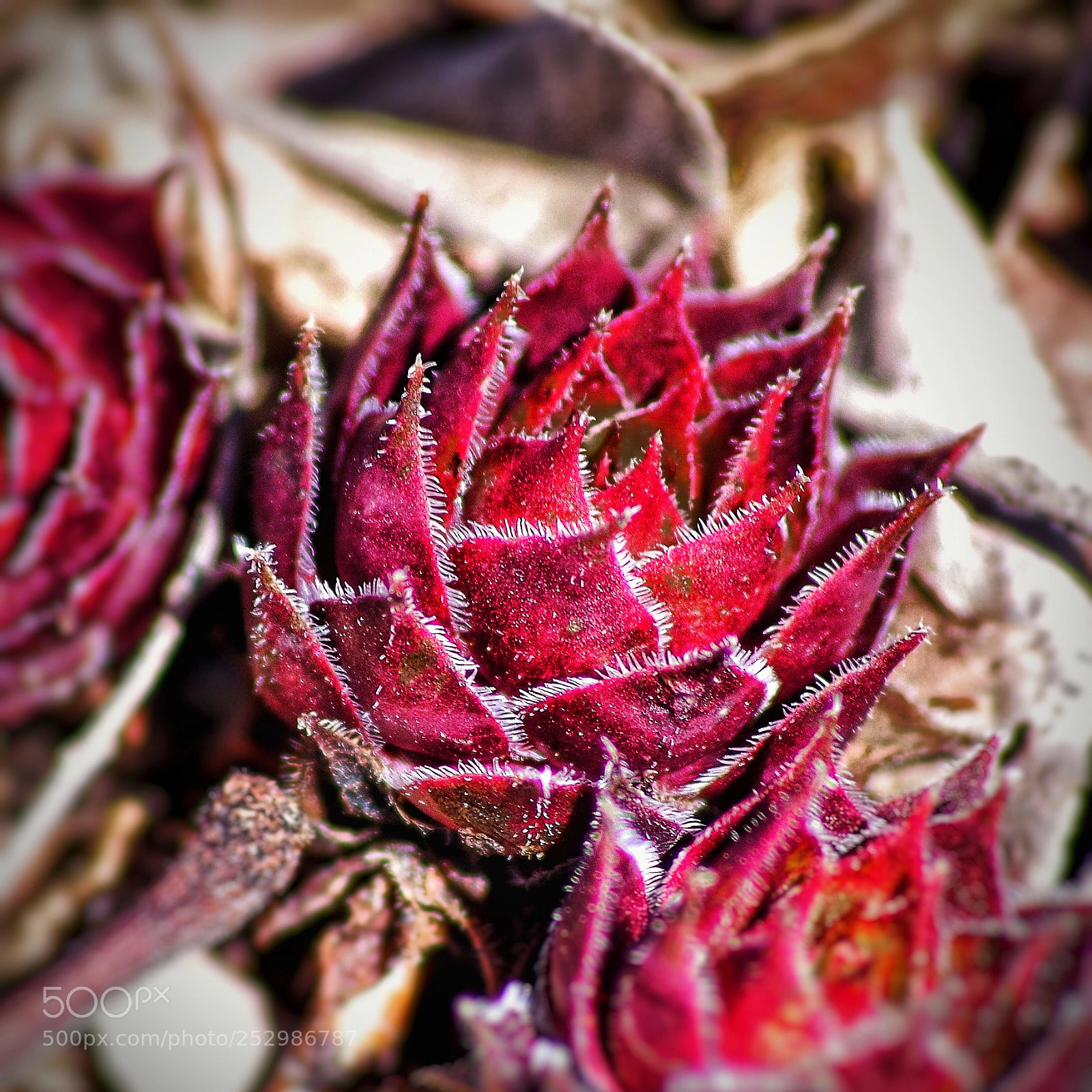 Pentax K-30 sample photo. Red flower  photography