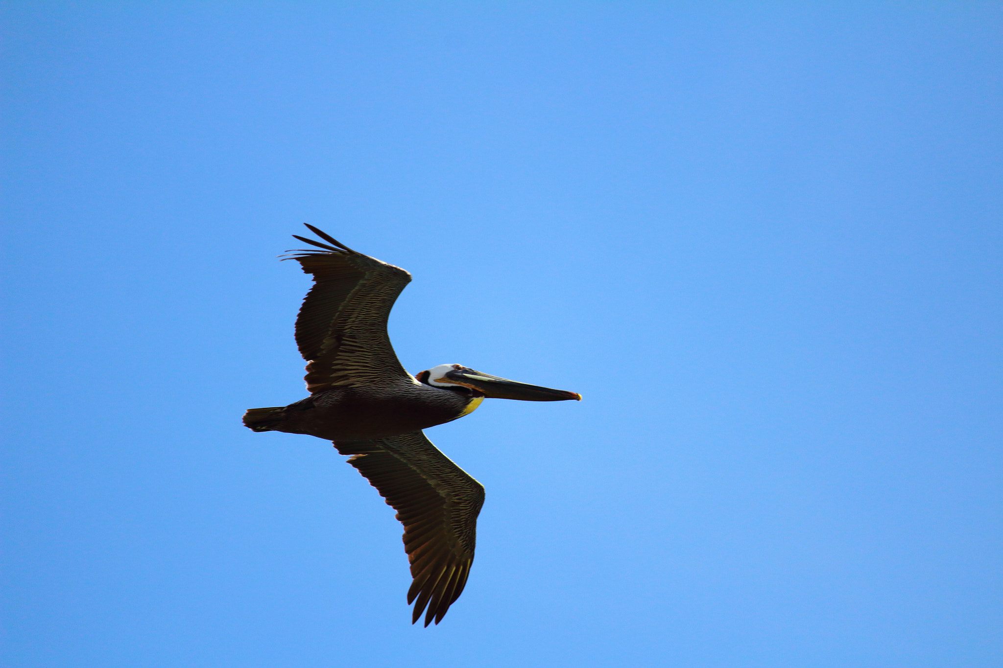 Canon EOS 1300D (EOS Rebel T6 / EOS Kiss X80) + Canon EF-S 55-250mm F4-5.6 IS STM sample photo. Soaring pelican photography