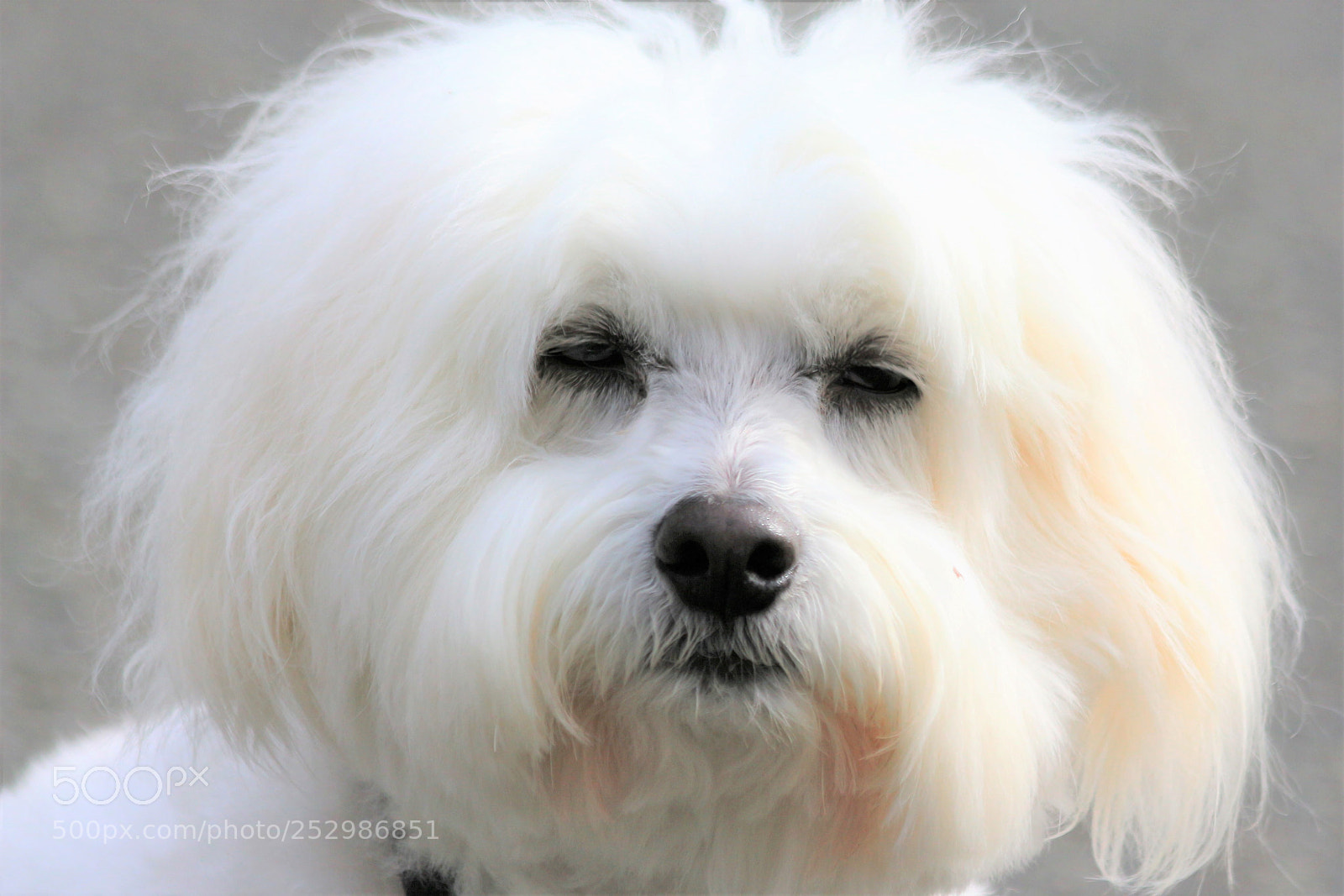 Canon EOS 700D (EOS Rebel T5i / EOS Kiss X7i) sample photo. The mean look of photography