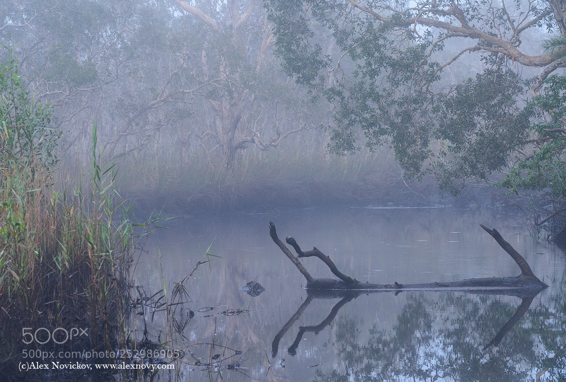 Nikon D810 sample photo. Good morning photography