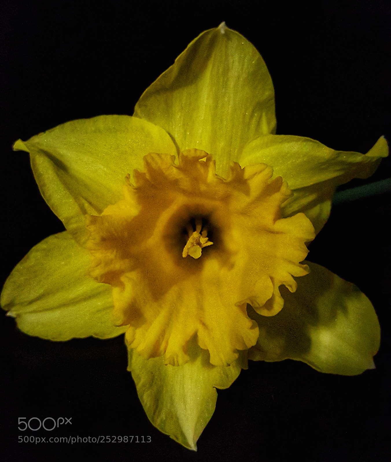 Samsung Galaxy S6 sample photo. • daffodil • photography