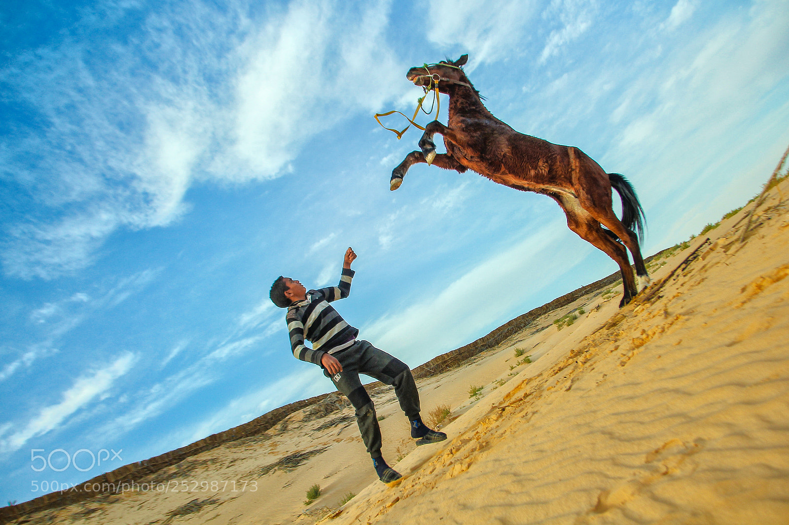 Canon EOS 60D sample photo. Horse tame photography