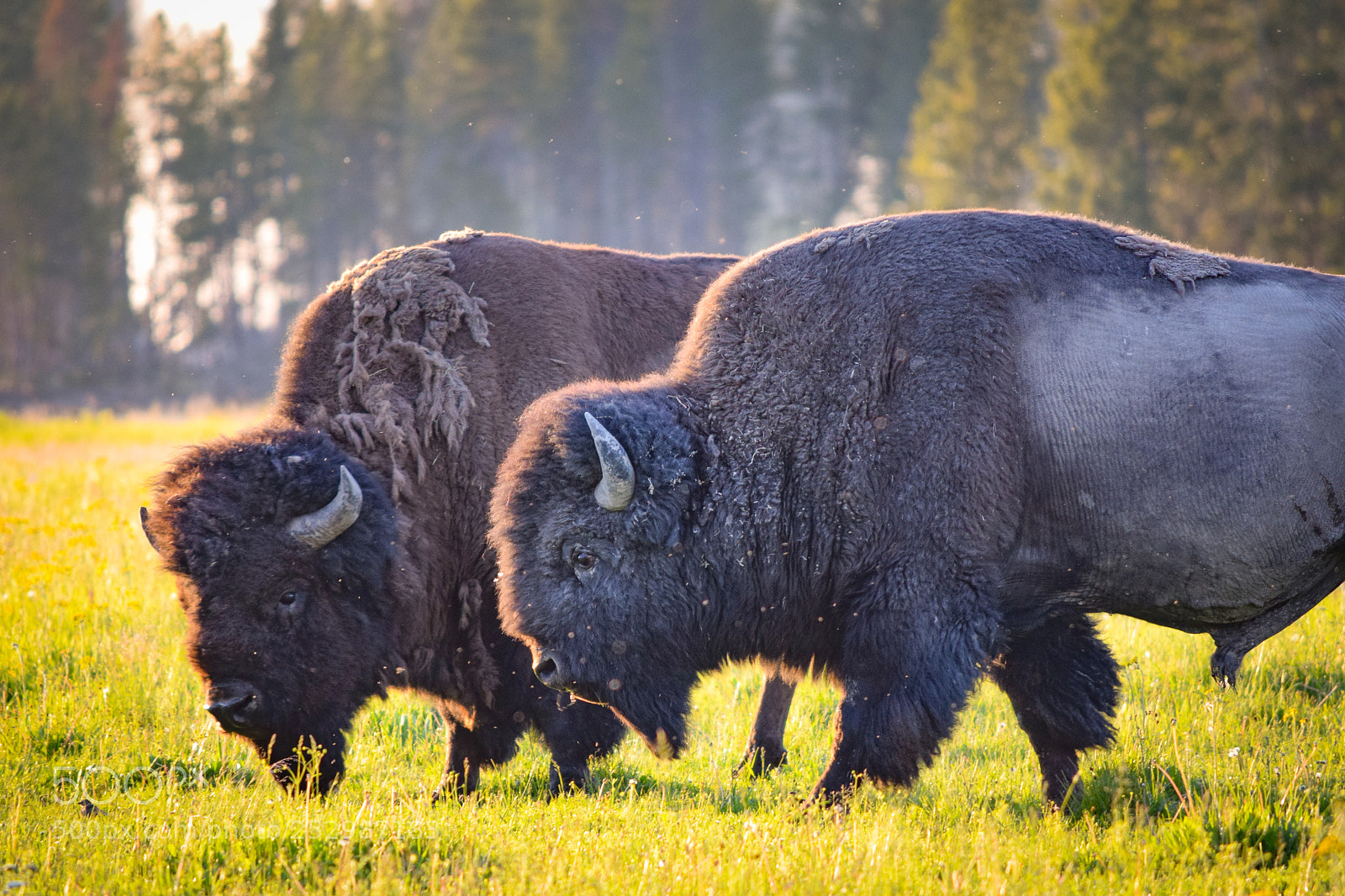 Nikon D3300 sample photo. Sunlit bisons photography