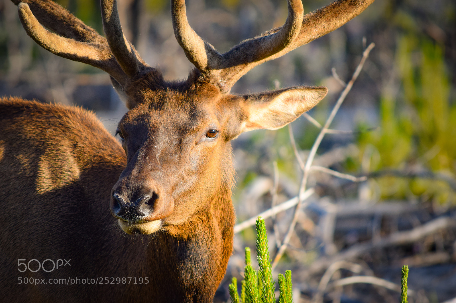 Nikon D3300 sample photo. Sunlit antelope photography