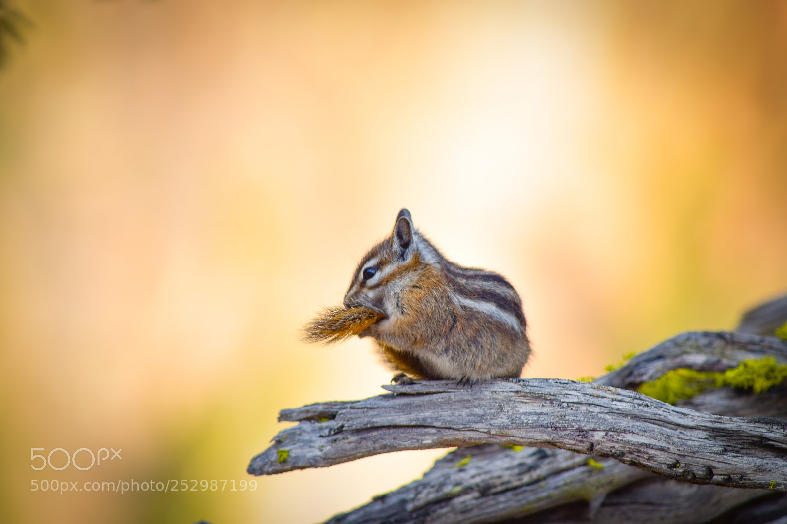 Nikon D3300 sample photo. Close-up chipmunk photography