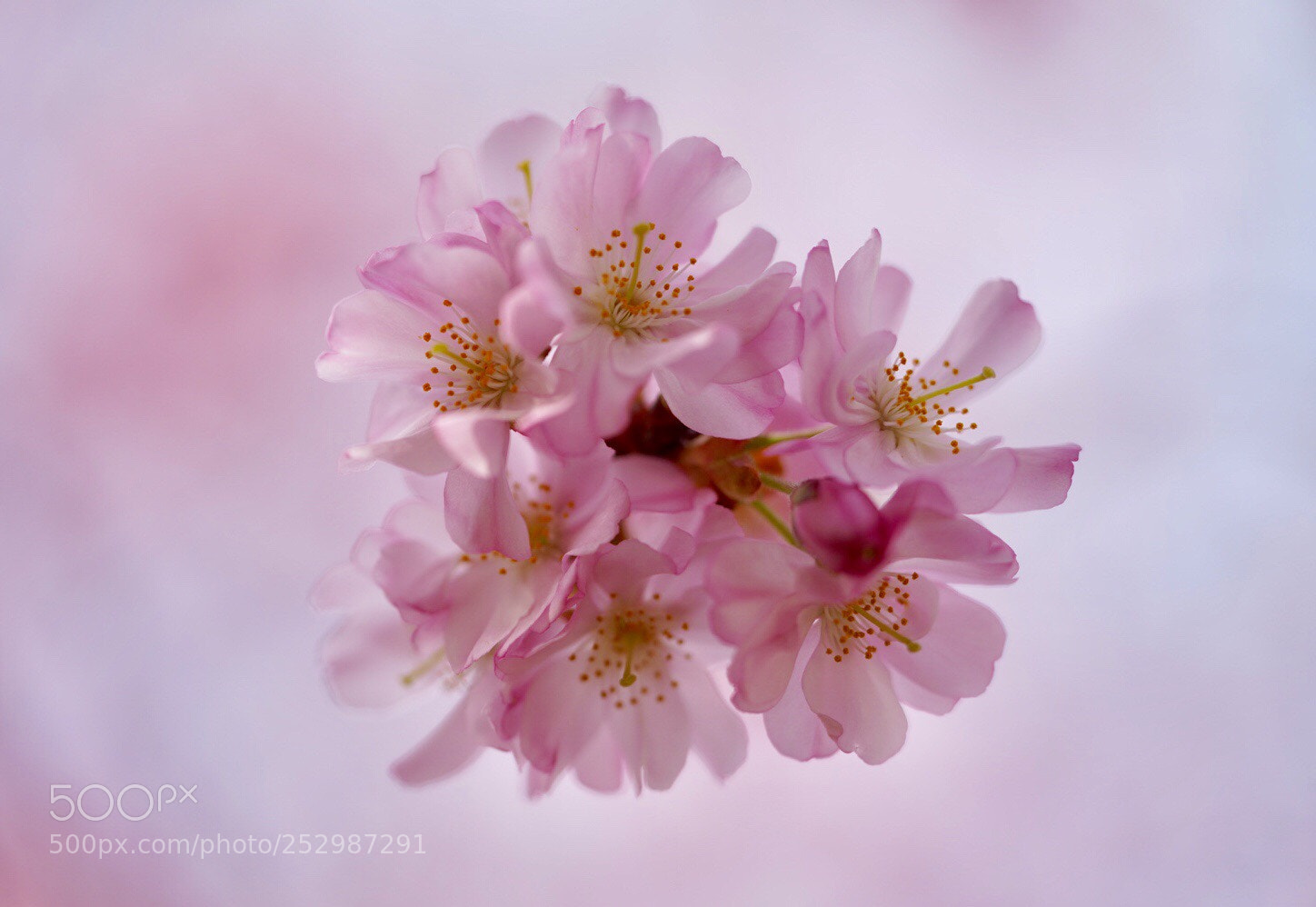 Sony a7R III sample photo. Delicate  photography