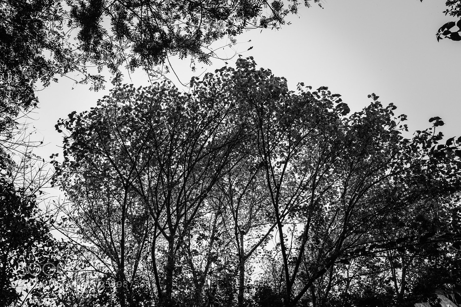 Canon EOS 200D (EOS Rebel SL2 / EOS Kiss X9) sample photo. Pac-man shaped tree photography