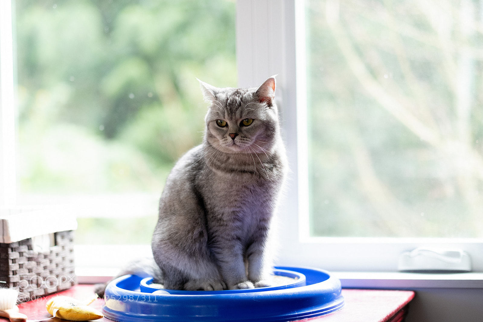 Fujifilm X-T2 sample photo. Luna photography