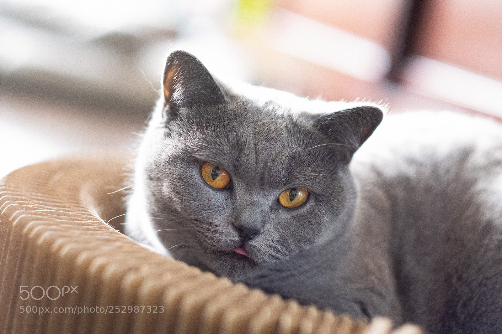 Fujifilm X-T2 sample photo. Stella photography