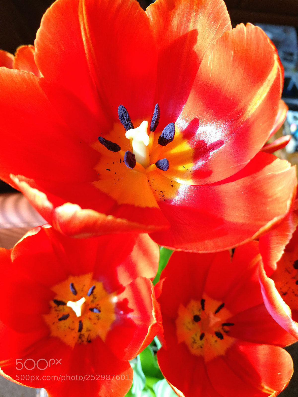 HUAWEI Mate 9 sample photo. Tulips photography