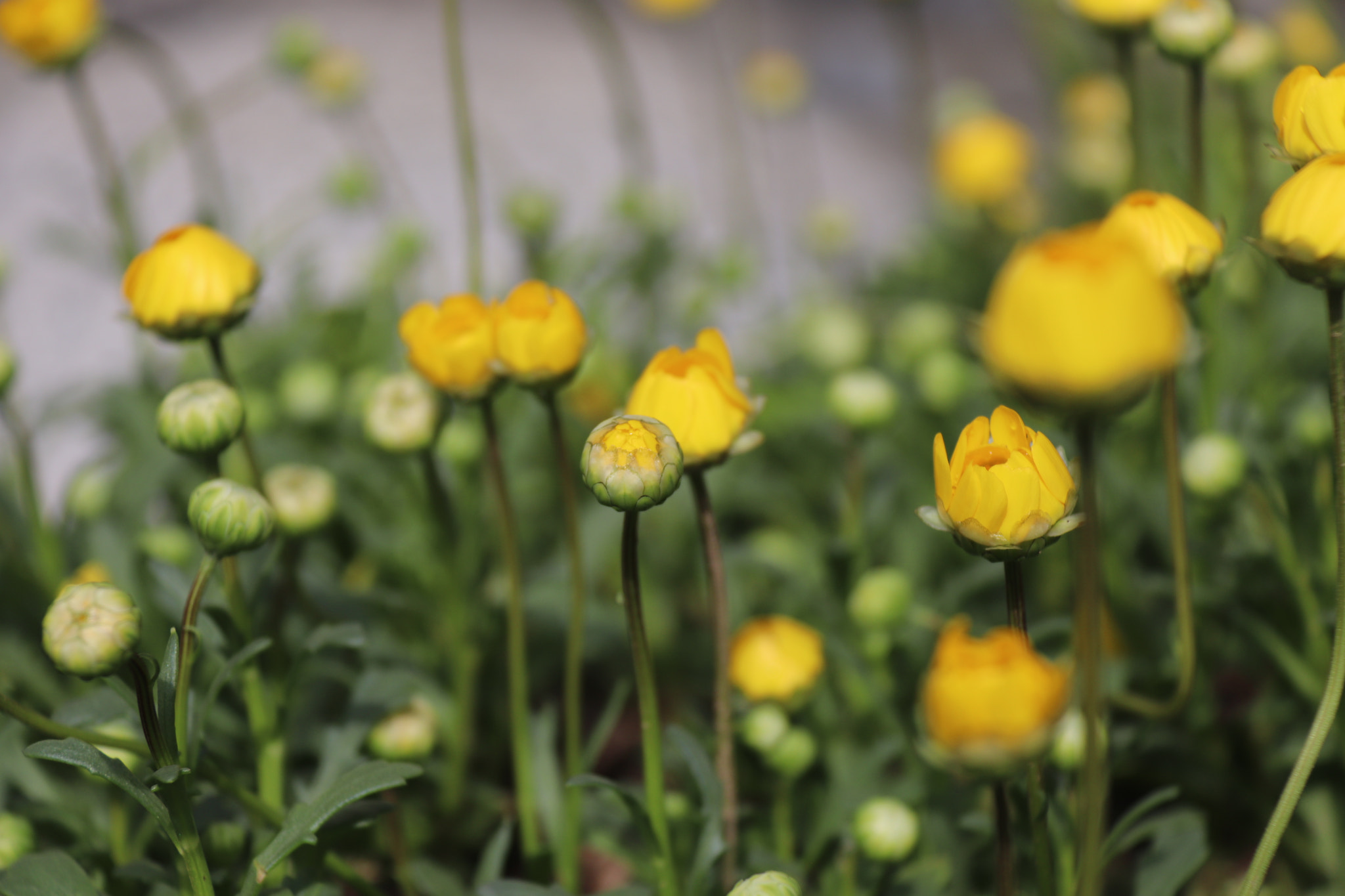 Canon EOS 77D (EOS 9000D / EOS 770D) sample photo