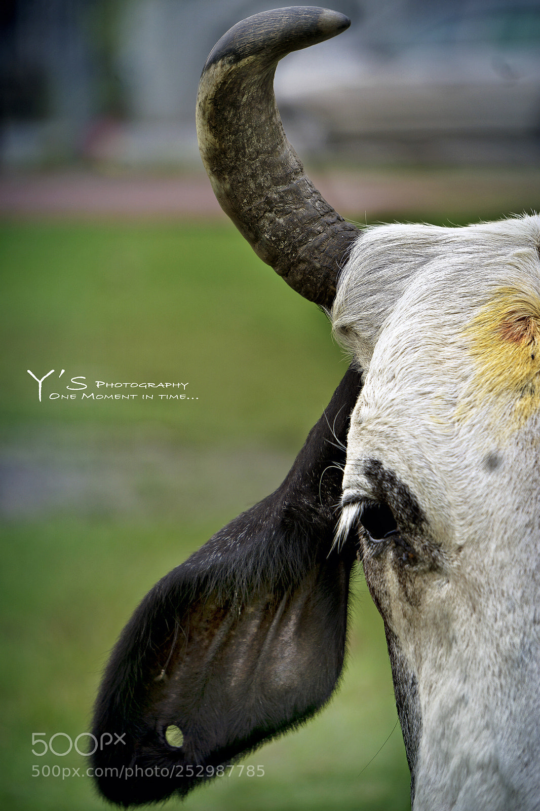 Sony a6000 sample photo. A beautiful cow. 牛。 photography