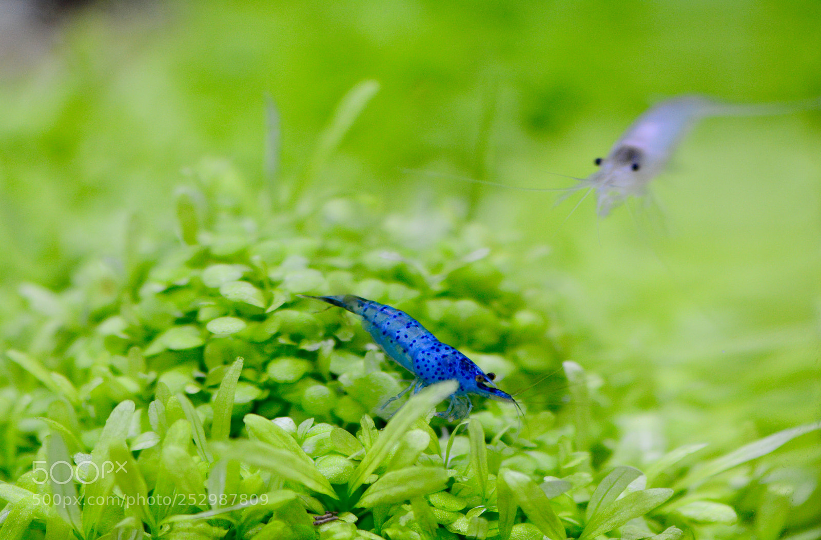 Nikon D7100 sample photo. Elf photography